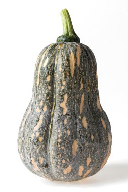su kabakları kabak