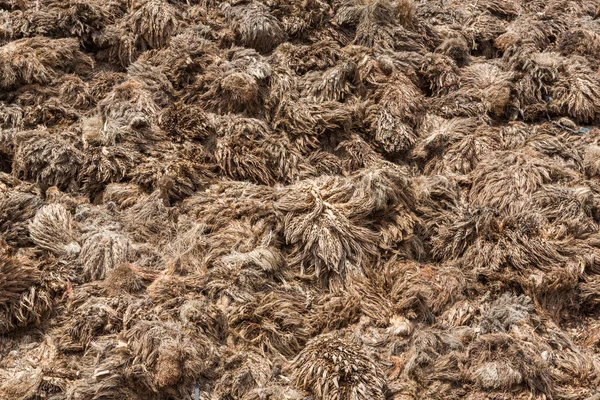 Prázdné palmový olej parta z mlýna — Stock fotografie