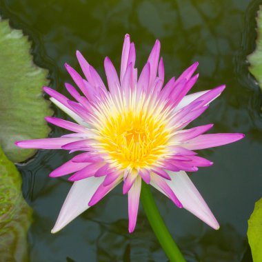 çiçek açan lotus çiçeği