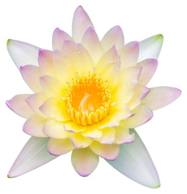 su lily veya lotus çiçeği