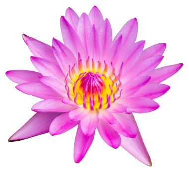 su lily veya lotus çiçeği
