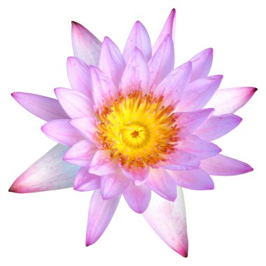 su lily veya lotus çiçeği