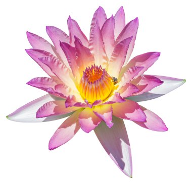 su lily veya lotus çiçeği