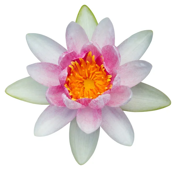 Water lily eller lotus blomma — Stockfoto