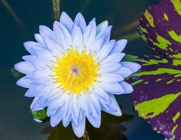 Flor de lótus em flor — Fotografia de Stock