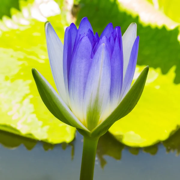 Flor de lótus em flor — Fotografia de Stock