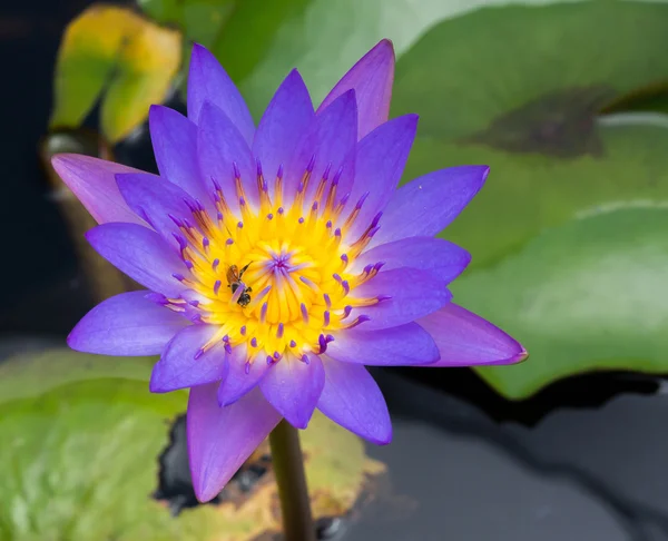 Çiçek açan lotus çiçeği — Stok fotoğraf