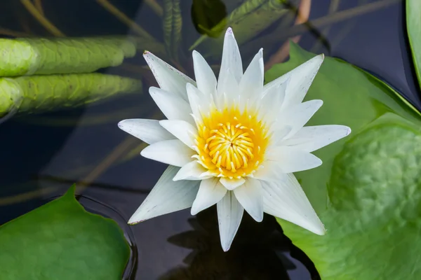 Çiçek açan lotus çiçeği — Stok fotoğraf