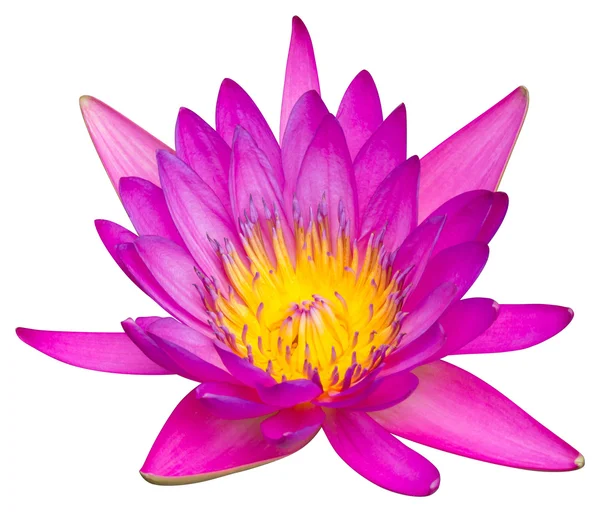 Vannlilje eller lotusblomst – stockfoto