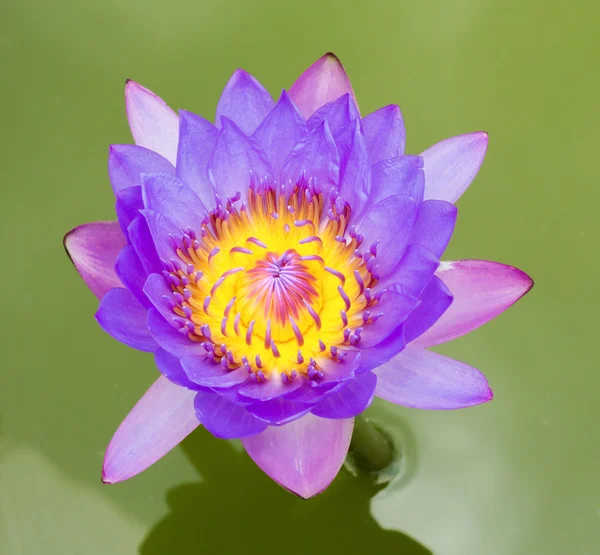 Flor de lótus em flor — Fotografia de Stock