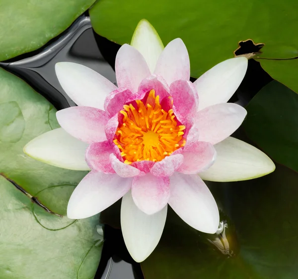 Çiçek açan lotus çiçeği — Stok fotoğraf