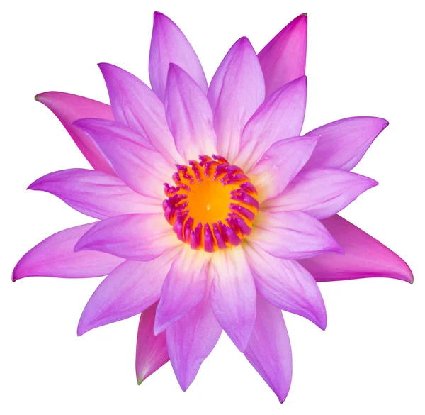 Kwiat lilia lub Lotos wody — Zdjęcie stockowe