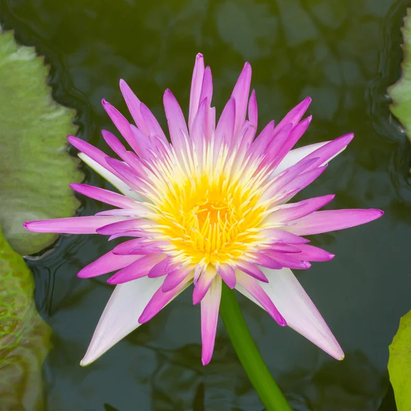 Çiçek açan lotus çiçeği — Stok fotoğraf