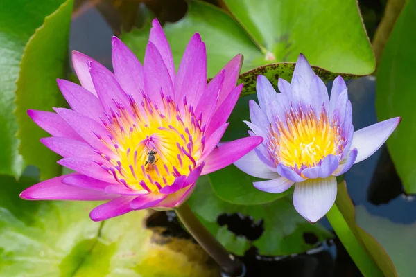 Flor de loto en flor —  Fotos de Stock