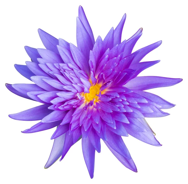Su lily veya lotus çiçeği — Stok fotoğraf