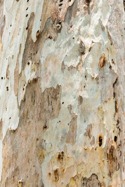 Corteccia di eucalipto — Foto Stock