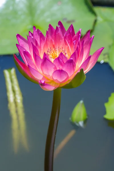 Çiçek açan lotus çiçeği — Stok fotoğraf