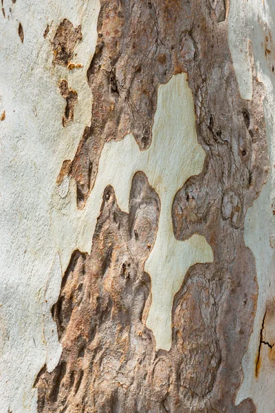 Eukalyptusbaumrinde — Stockfoto