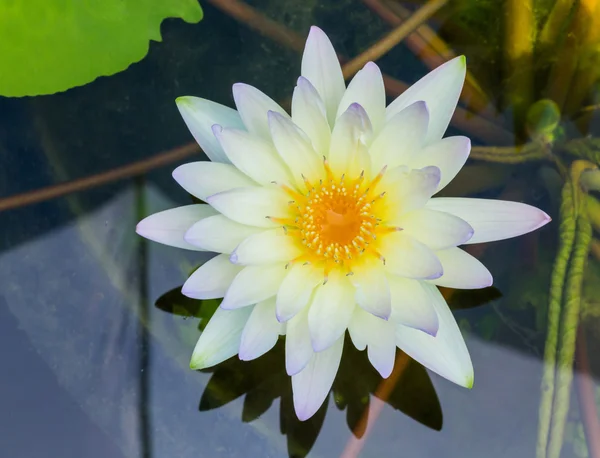 Fleur de lotus en fleurs — Photo