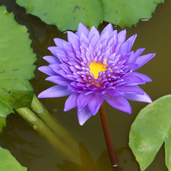 Çiçek açan lotus çiçeği — Stok fotoğraf