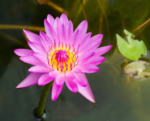 Fleur de lotus en fleurs — Photo