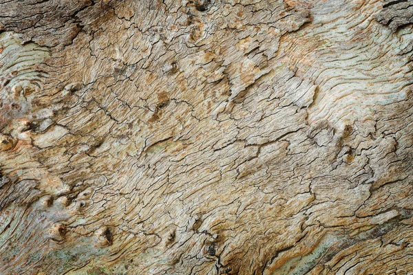Eukalyptus stromová kůra — Stock fotografie
