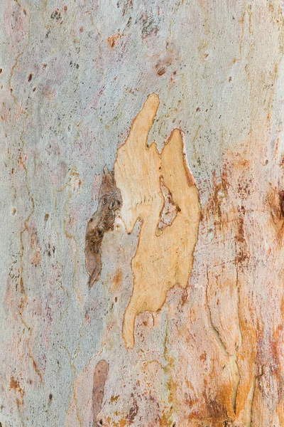 Eukalyptusbaumrinde — Stockfoto