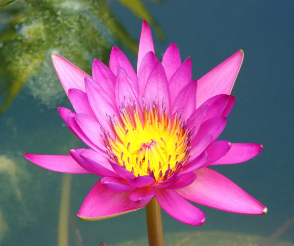 Flor de lótus em flor — Fotografia de Stock