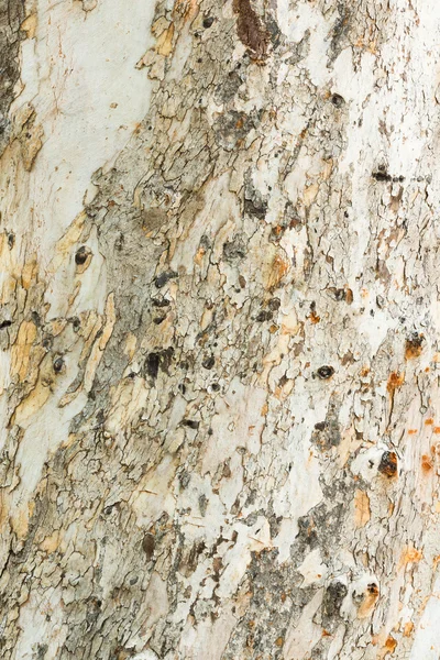 Кора эвкалипта — стоковое фото