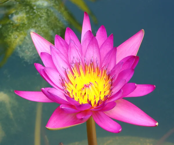 Blooming lotus flower Stock Image