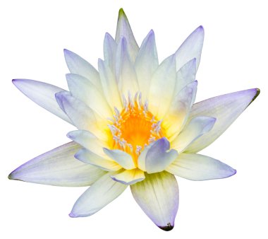 su lily veya lotus çiçeği