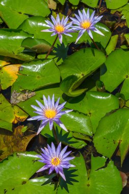 çiçek açan lotus çiçeği