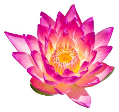 su lily veya lotus çiçeği