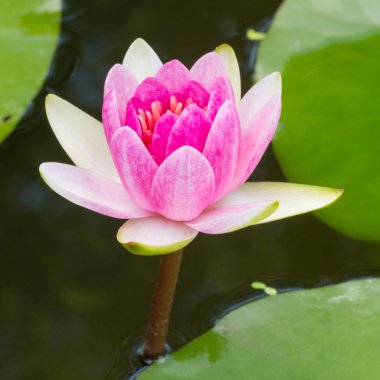 çiçek açan lotus çiçeği