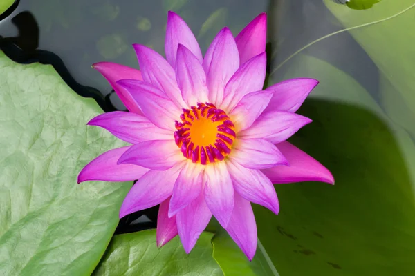 Çiçek açan lotus çiçeği — Stok fotoğraf