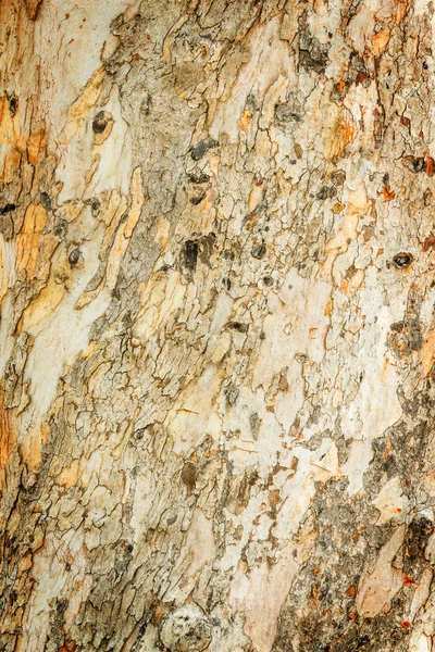 Eucalyptus tree bark — Stock Photo, Image