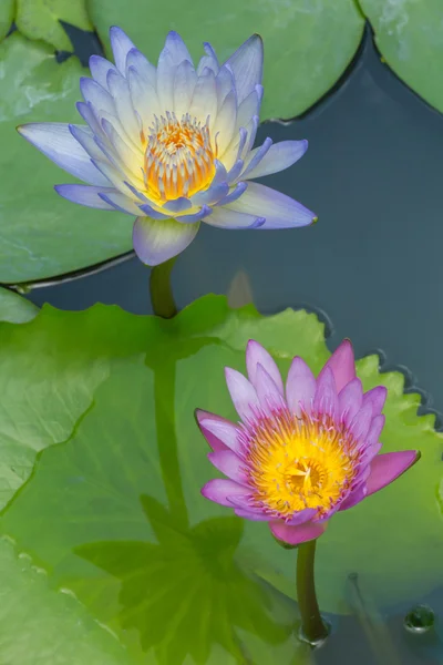 Fleur de lotus en fleurs — Photo