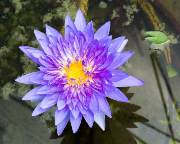 Blühende Lotusblume — Stockfoto