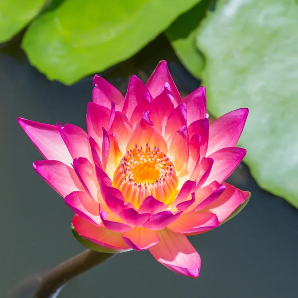 Virágzó lotus flower — Stock Fotó