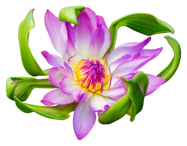 Su lily veya lotus çiçeği — Stok fotoğraf