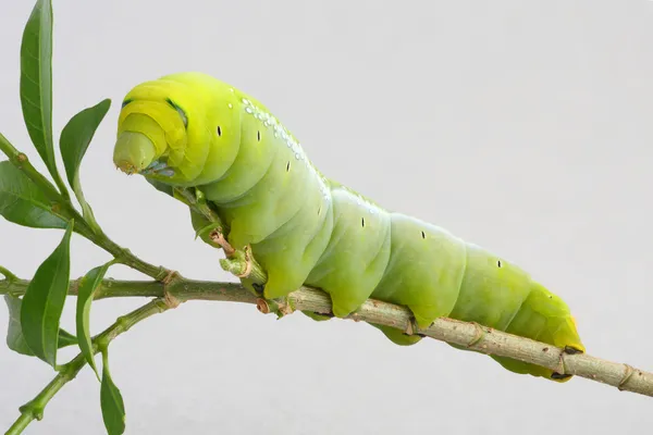 Green worm — Stock Photo, Image