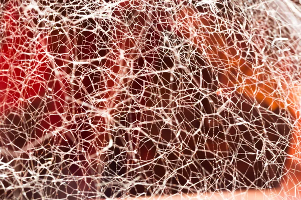 Ongeordende spinnenweb — Stockfoto