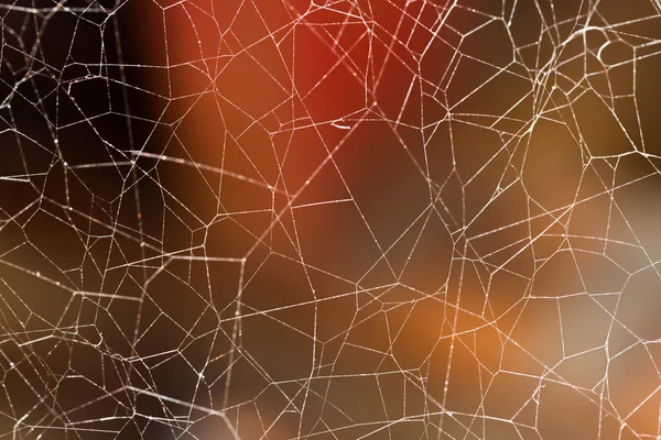 Disordered spider web — Stock Photo, Image