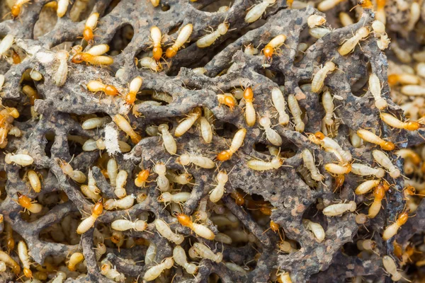 Termitas o hormigas blancas — Foto de Stock