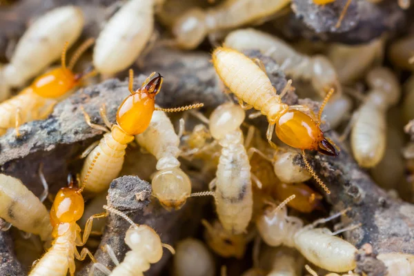 Termiten oder weiße Ameisen — Stockfoto