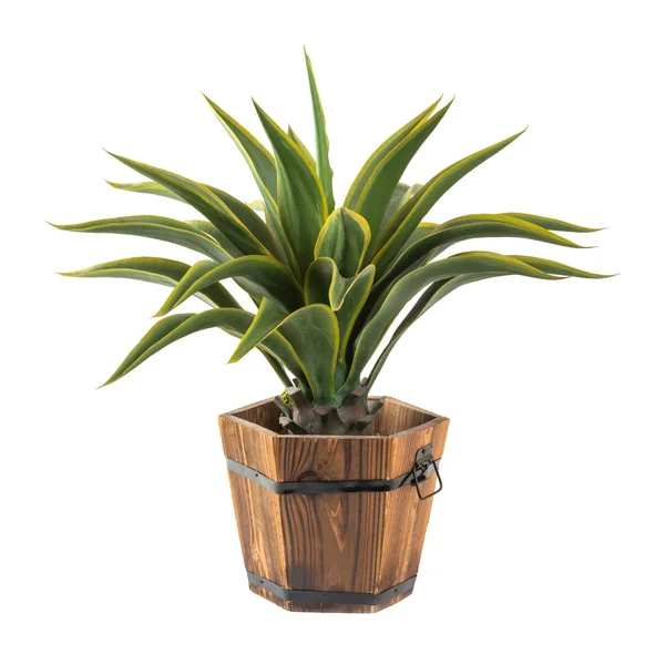 Agave im Holzeimer - künstliche Pflanze — Stockfoto