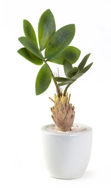 Planta artificial — Fotografia de Stock