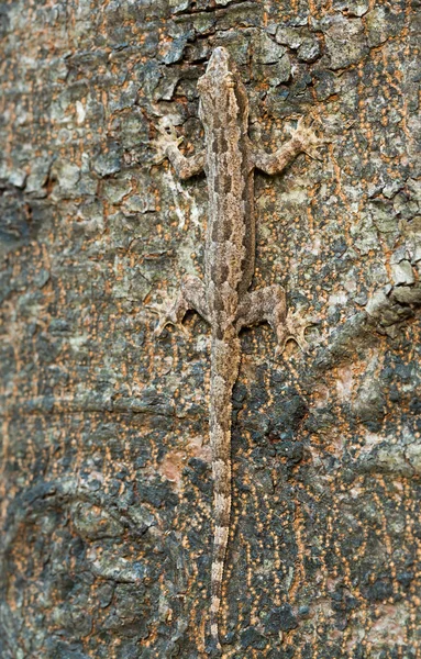 Lizard in Camouflage — Stock Photo, Image