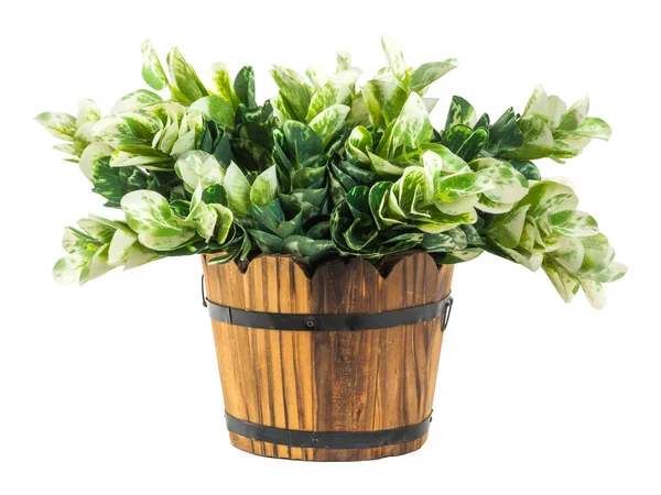 Artificial green branches in wood bucket — Stock Photo, Image