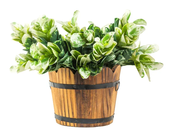 Artificial green branches in wood bucket — Stock Photo, Image